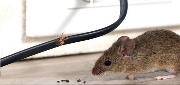 rodent proofing services near me