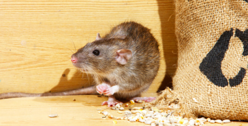 rodent proofing services near me